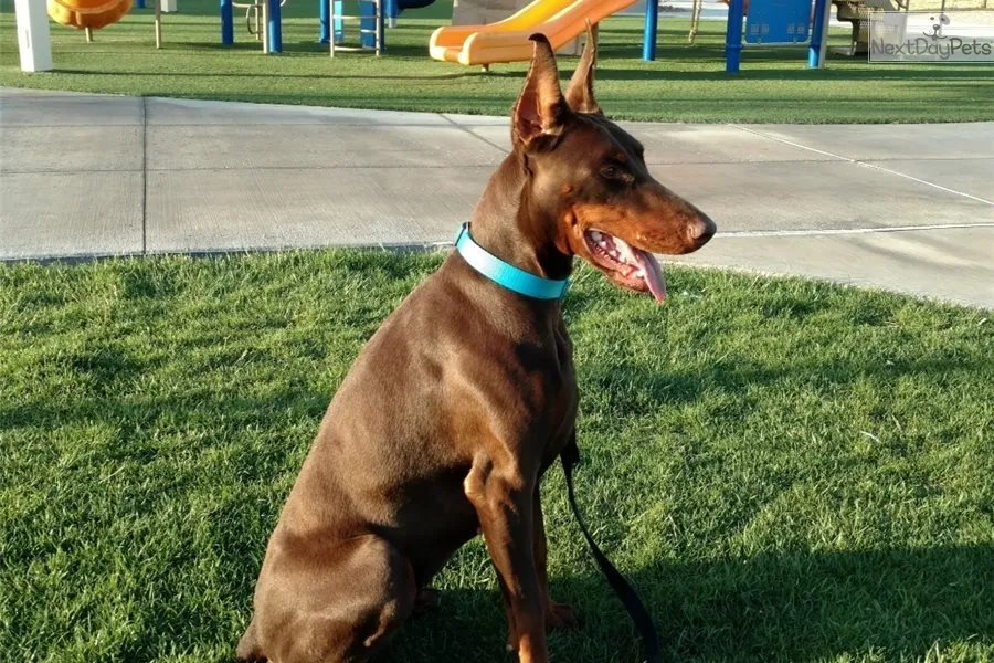 Doodleman Pinscher